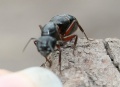 Camponotus herculeanus07.jpg