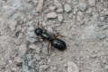 Camponotus herculeanus01.jpg