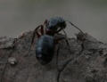 Camponotus herculeanus05.jpg