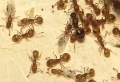 Jungköniginnen vonTemnothorax minutissimus im Nest von Temnothorax curvispinosus