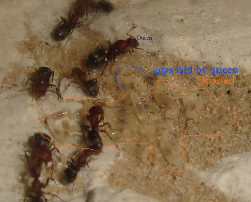 Camponotus planatus 1.jpg