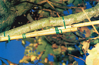 Colobopsis Kunstnest aus Bambusrohr.jpg
