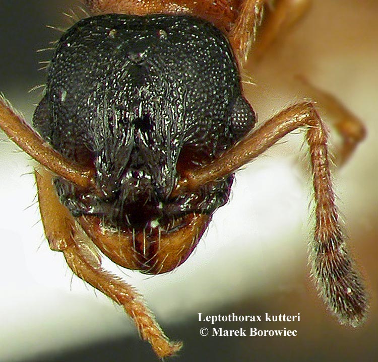 Leptothorax kutteri02 - Borowiec web.jpg