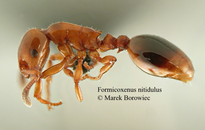 Formicoxenus nitidulus txwe.jpg