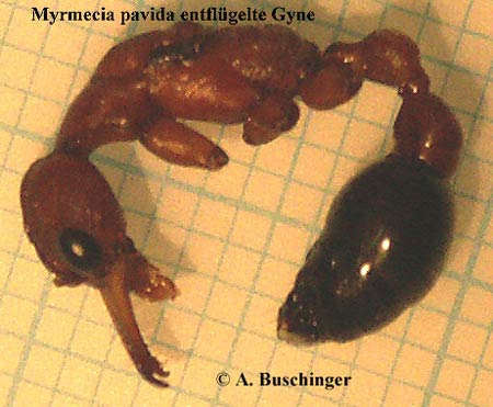2 Myrmecia pavida.jpg