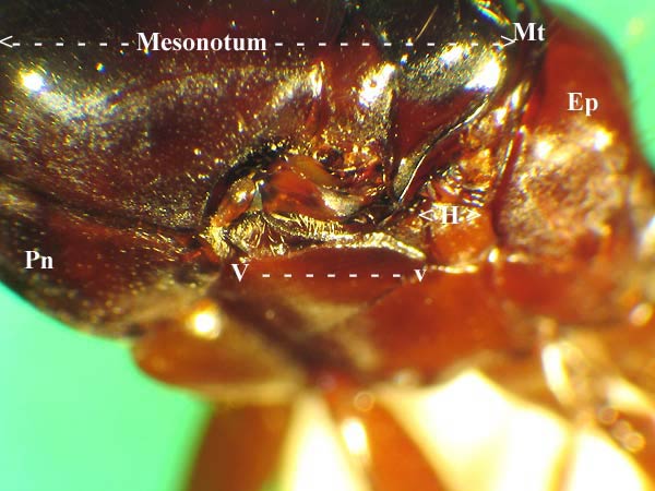 Camponotus Gyne Thorax.jpg