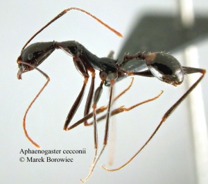 Aphaenogaster cecconii -Arbeiterin