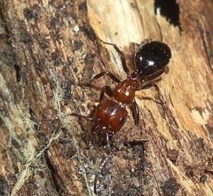 Camponotus lateralis Arbeiterin