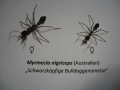 M. nigriceps 2.jpg