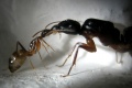 Camponotus fellah Minore und Gyne von der Seite