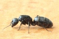 Camponotus vagus (Jacky) Königin.jpg