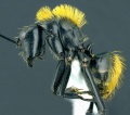 Camponotus--thadeus.jpg