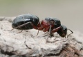 Camponotus herculeanus10.jpg