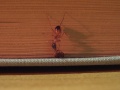 Camponotus-sp2.jpg