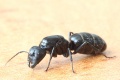 Camponotus vagus (Jacky) Königin1.jpg