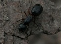 Camponotus herculeanus03.jpg