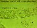 Anergates Ovariole mit heranwachsender Zelle.jpg