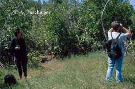 Bild 2: Der Wiesenpfad links vorn führt in die Mangrove, wo nach wenigen Metern das Vorkommen von Polyrhachis sokolova begann.