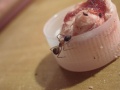 Camponotus-sp1.jpg