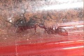 Trophallaxis Camponotus.jpg