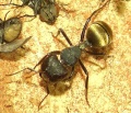 Camponotus sericeus worker.jpg