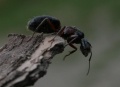 Camponotus herculeanus06.jpg