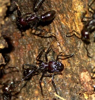 Nach der Entdeckung eines Nestes unter dem Wurzelstock eines Baumes, kamen zahlreiche Ameisen heraus, als einer der Guides mit der Machete heftig an den Baum schlug.