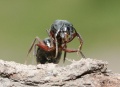 Camponotus herculeanus08.jpg