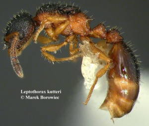 Präpariertes Leptothorax kutteri -Weibchen