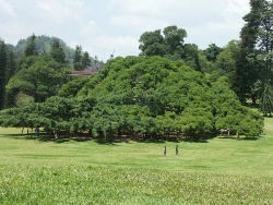 Das Bild zeigt einen etwa 200 Jahre alten Ficus im Botanischen Garten von Kandy, Sri Lanka. Mit rund 400 m Umfang bietet der Baum viel Platz für die artgerechte Lebensweise der Weberameisen