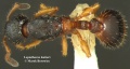 Leptothorax kutteri03 - Borowiec web.jpg