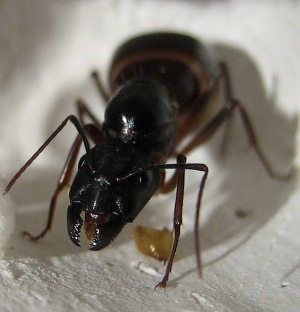 Camponotus fellah-Gyne