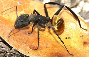 Camponotus sericeiventris Arbeiterin