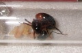 Camponotus ligniperda02.jpg