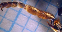 Vorderbein von P. clavata mit goldgelb bis bräunlich gefärbter Putzbürste unter dem basalen Tarsusglied. An dessen Basis (rechts) ist eine Einsenkung, eine Putzscharte, zu erkennen, der ein Putzkamm am Ende der Tibia (Unterschenkel) gegenübersteht. Dieser Putzapparat, der auch bei anderen Ameisen vorkommt, dient v.a. der Reinigung der Antennen, die häufig durch die Putzscharte gezogen werden.