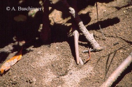 Bild 1: Nicht sonderlich eindrucksvoll, aber original: Nesthügel von Polyrhachis sokolova bei Ebbe, in der Mangrovezone vor Marlborough, Queensland, 01.03.2000. Die Ameisen haben die Ebbe genutzt um wohl eingespülten Schlick wieder nach außen zu schaffen.