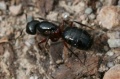 Camponotus herculeanus02.jpg