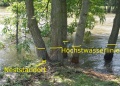 Hochwasserbaum mit Lasius flavus-Nest.JPG