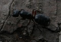 Camponotus herculeanus04.jpg