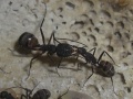 beim Nahrungsaustausch (Camponotus cruentatus)