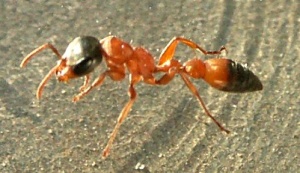 Pseudomyrmex cf. gracilis-Arbeiterin