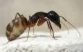 Camponotus fellah Majore von der Seite