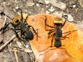 Camponotus-sericeiventris1.jpg