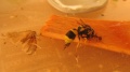 Myrmica ruginodis vs Wasp-web001.jpg